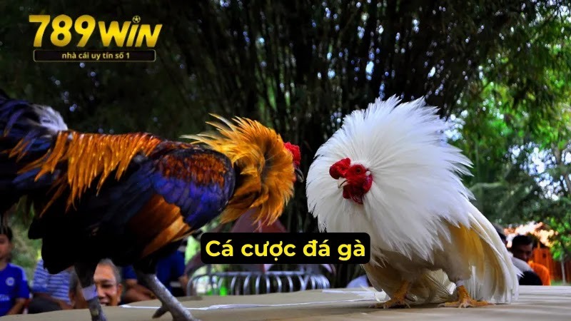 789Win - Thiên Đường Cá Cược Hàng Đầu Trên Thị Trường 2025