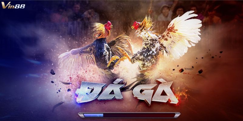 Đá Gà Vin88 – Kịch Tính Và Gay Cấn Từng Trận Đấu